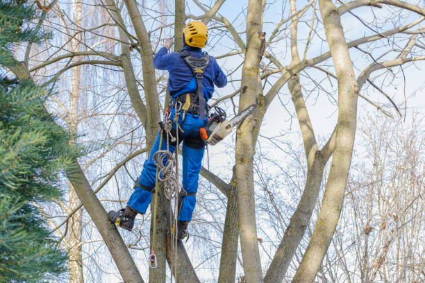  Welch, WV Tree Services Pros